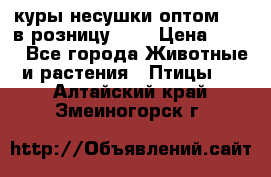 куры несушки.оптом 160 в розницу 200 › Цена ­ 200 - Все города Животные и растения » Птицы   . Алтайский край,Змеиногорск г.